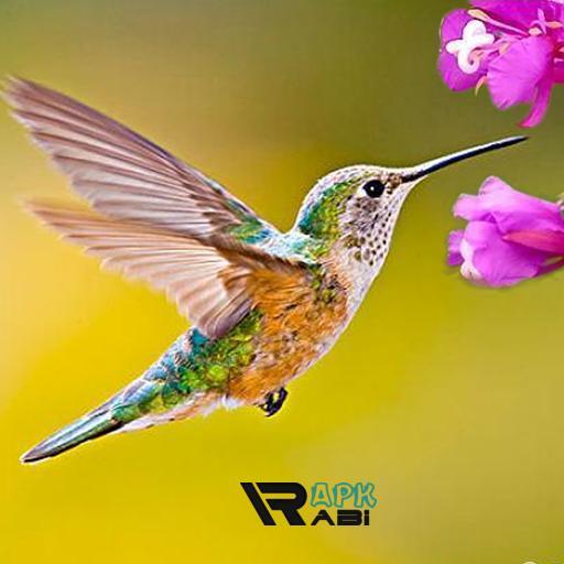 Hummingbird Game