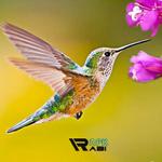 Icon Hummingbird Game